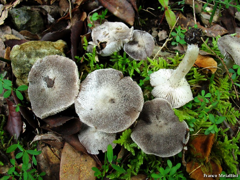Tricholoma gausapatum ?